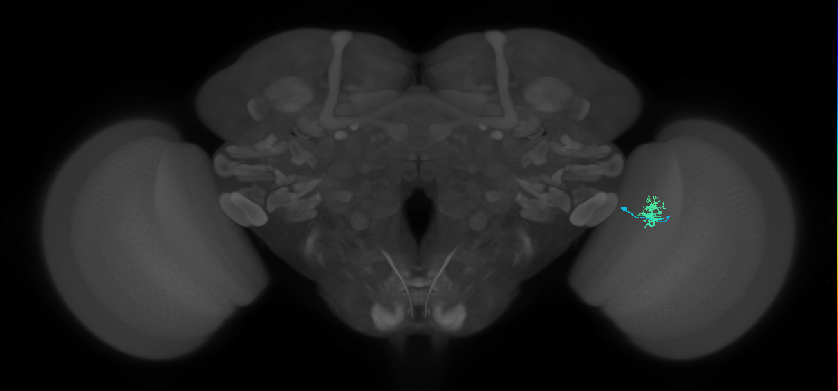 Dm8b_R (MaleCNS:84685)