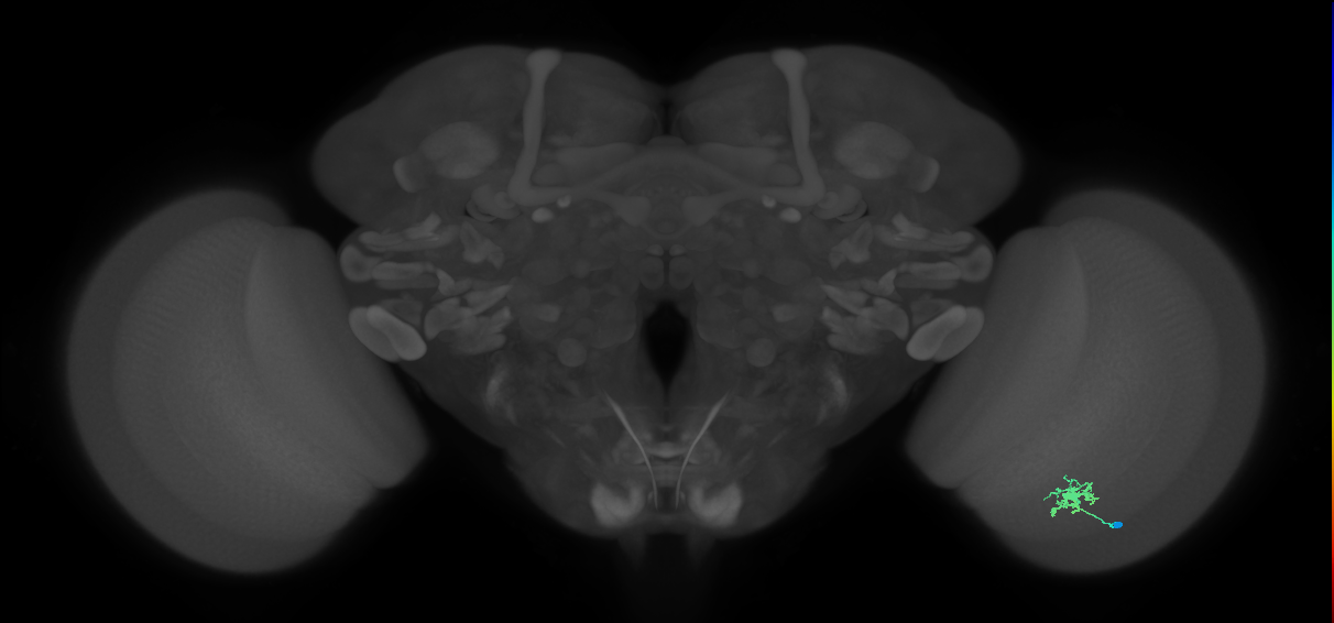Dm8b_R (MaleCNS:82283)
