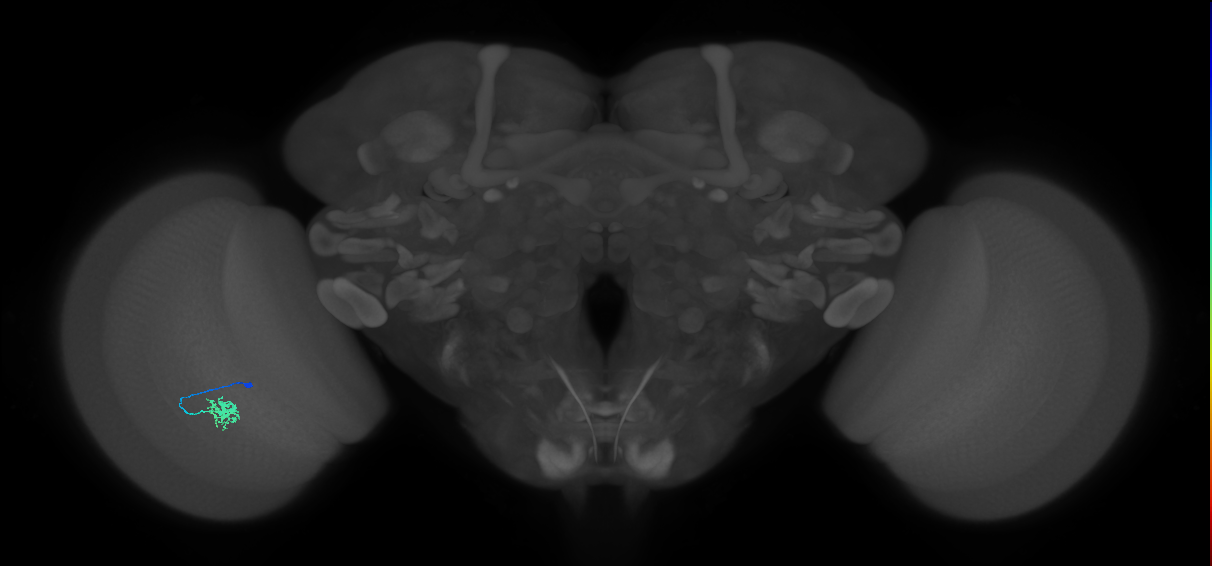 Dm8b_L (MaleCNS:535276)