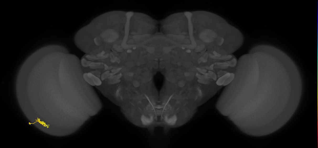 Dm8b_L (MaleCNS:62392)