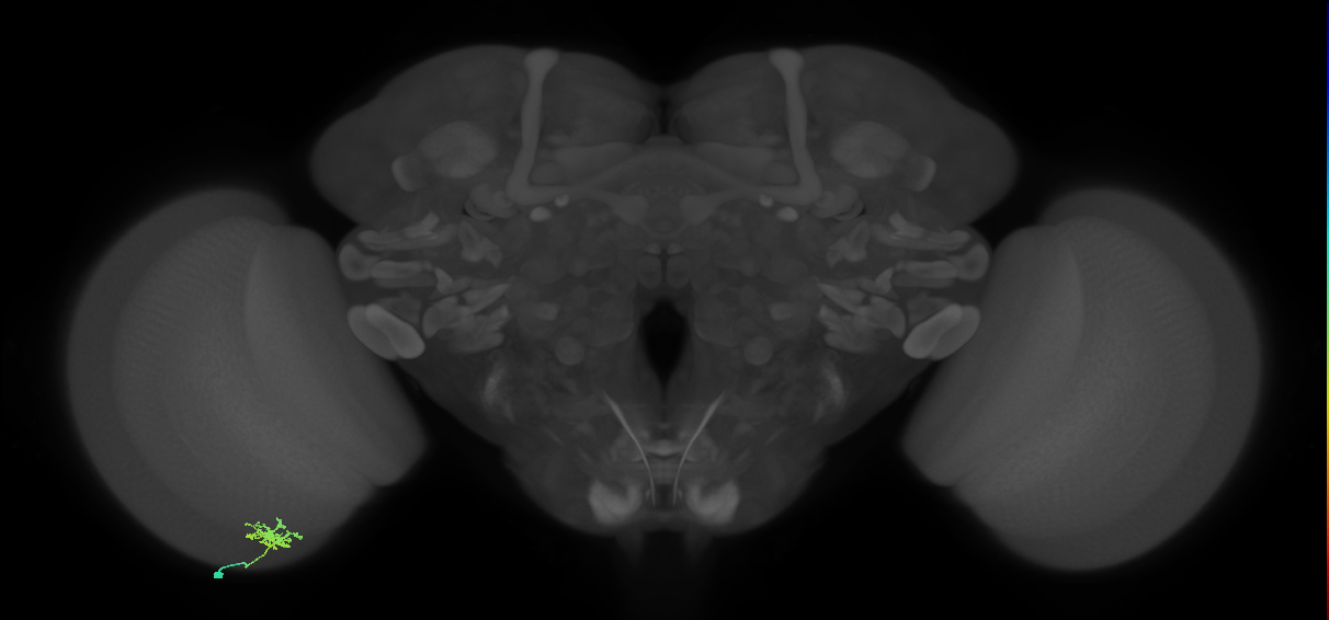 Dm8b_L (MaleCNS:89172)