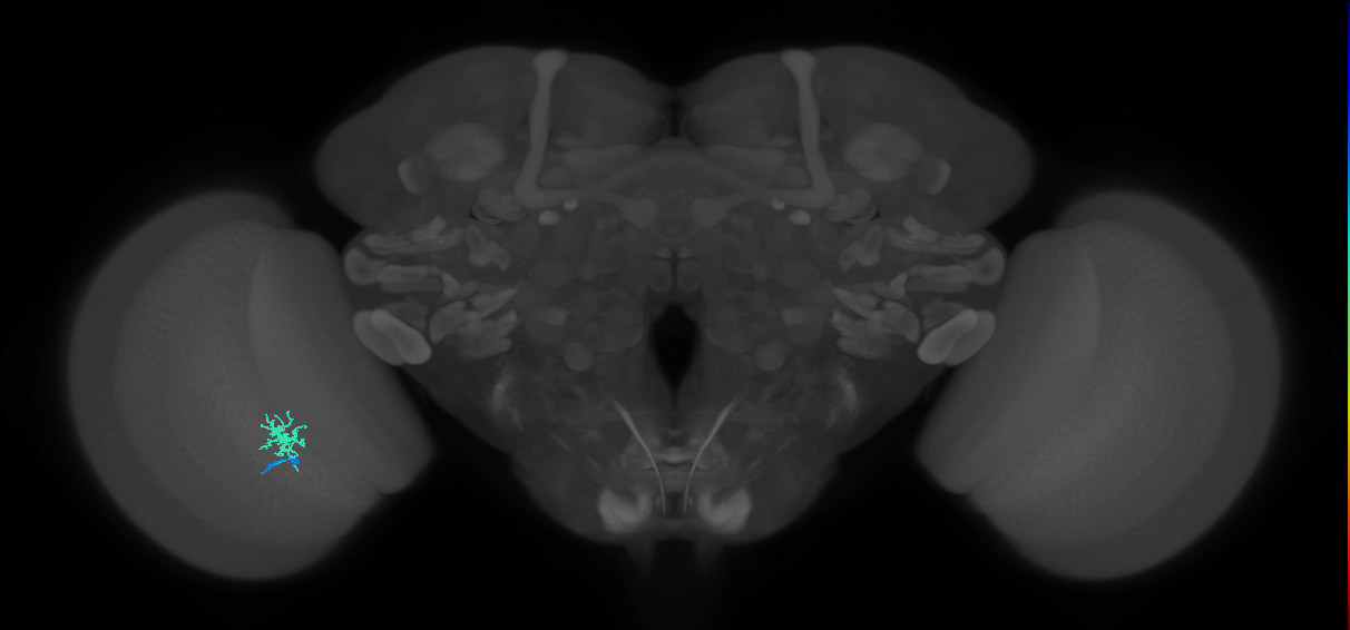 Dm8b_L (MaleCNS:98972)