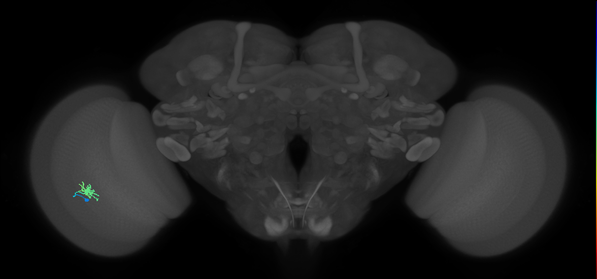 Dm8b_L (MaleCNS:529591)