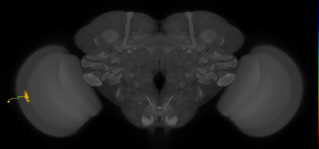Dm8b_L (MaleCNS:65916)