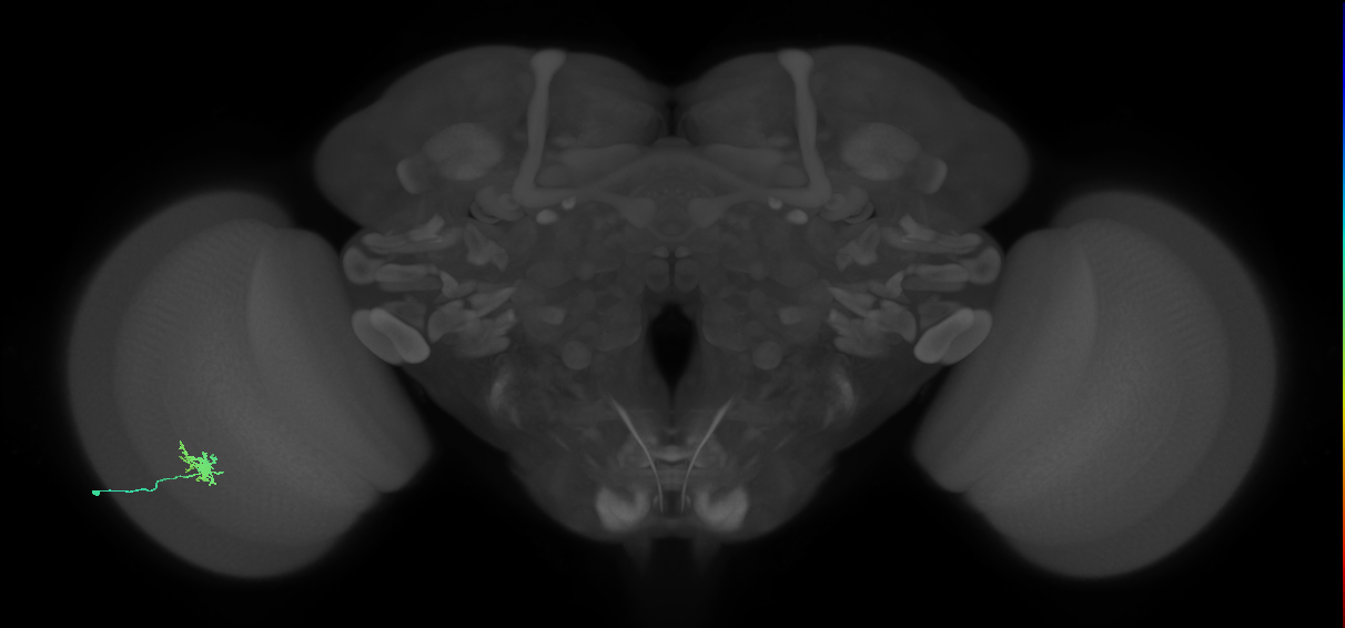 Dm8b_L (MaleCNS:171395)