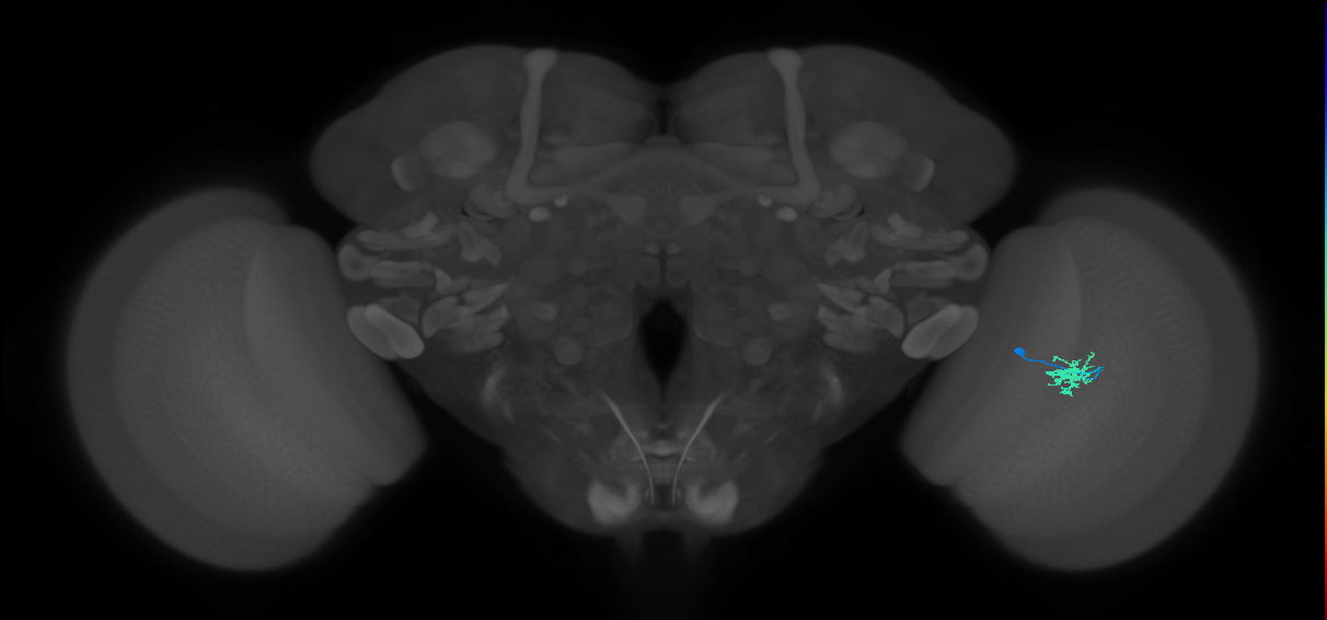 Dm8b_R (MaleCNS:85885)