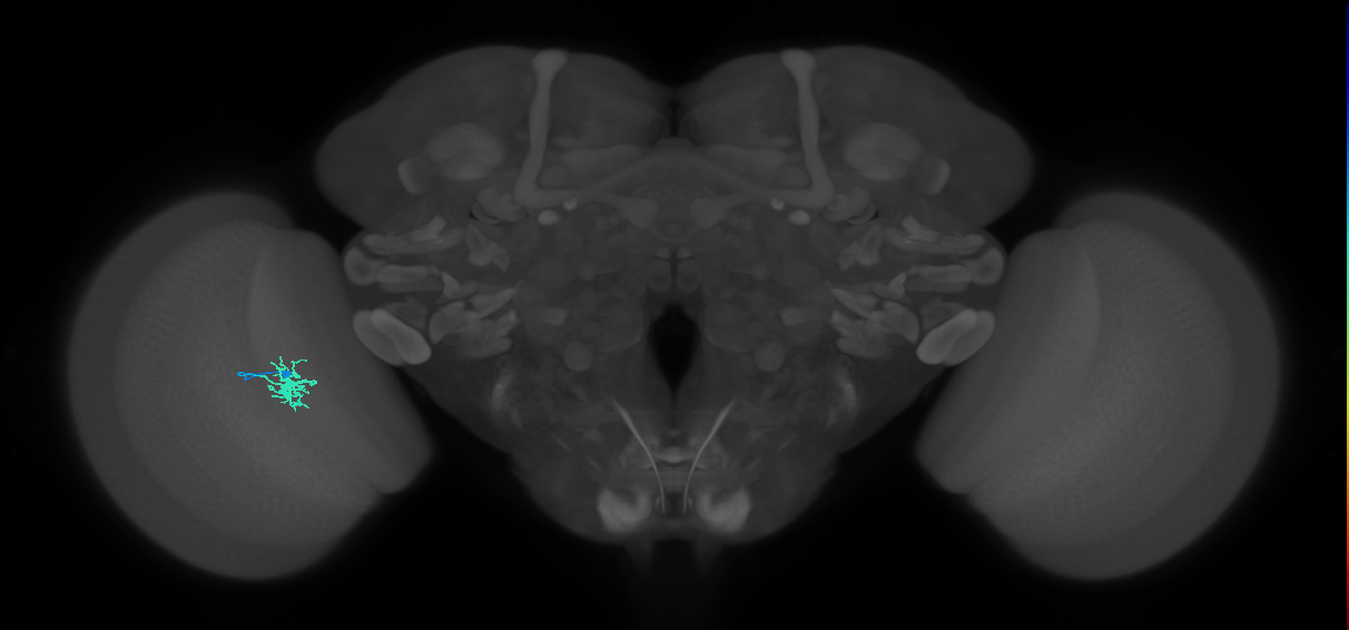 Dm8b_L (MaleCNS:133799)
