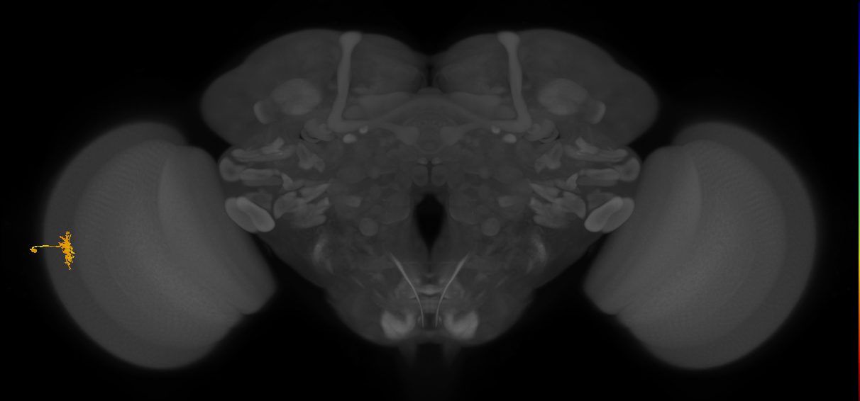 Dm8b_L (MaleCNS:61513)