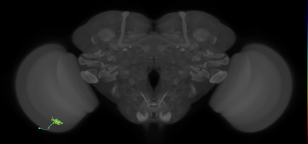 Dm8b_L (MaleCNS:92438)