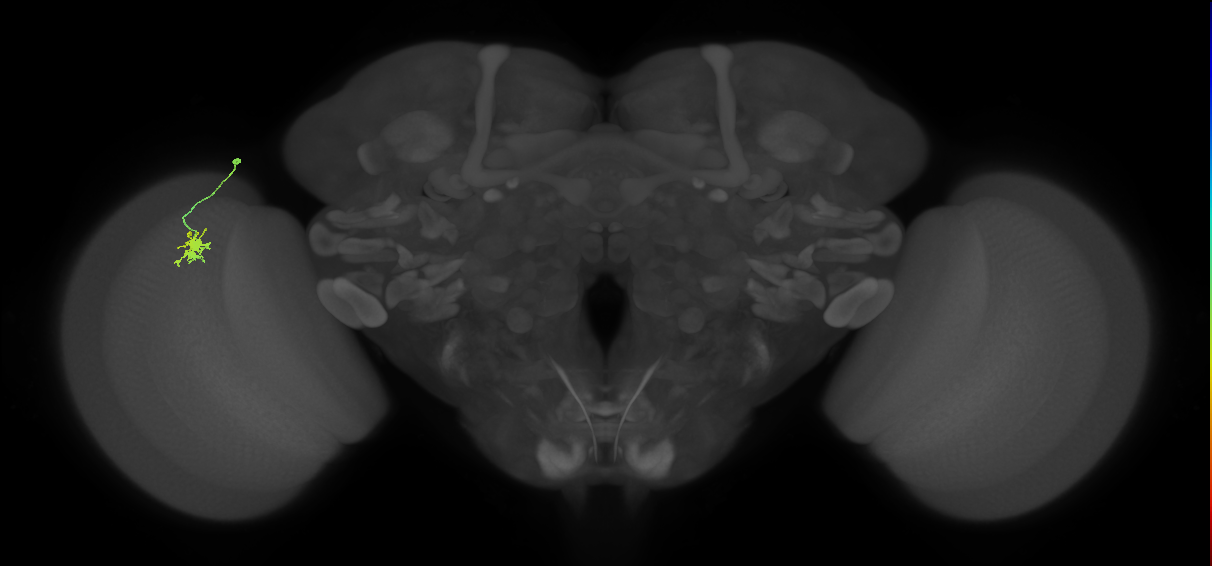 Dm8b_L (MaleCNS:147950)
