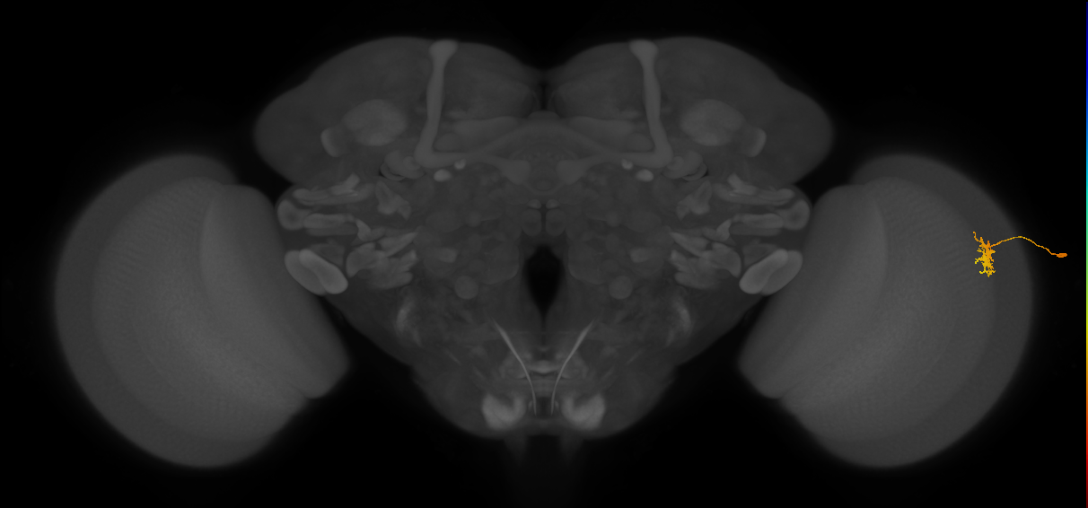 Dm8b_R (MaleCNS:79983)