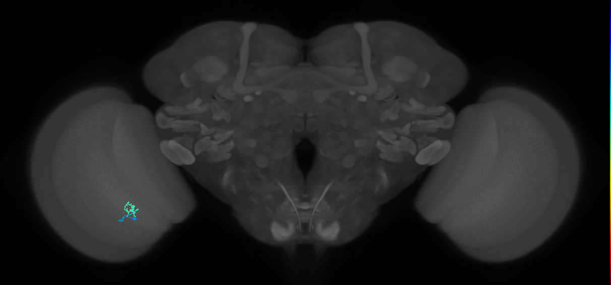 Dm8b_L (MaleCNS:177322)