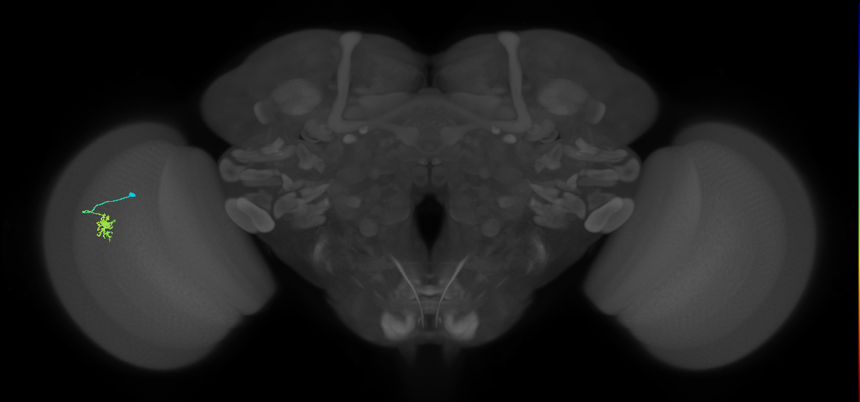 Dm8b_L (MaleCNS:580997)