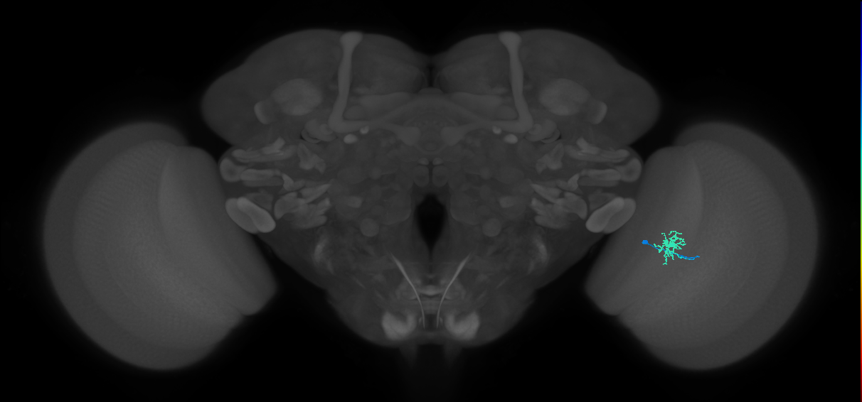 Dm8b_R (MaleCNS:99895)