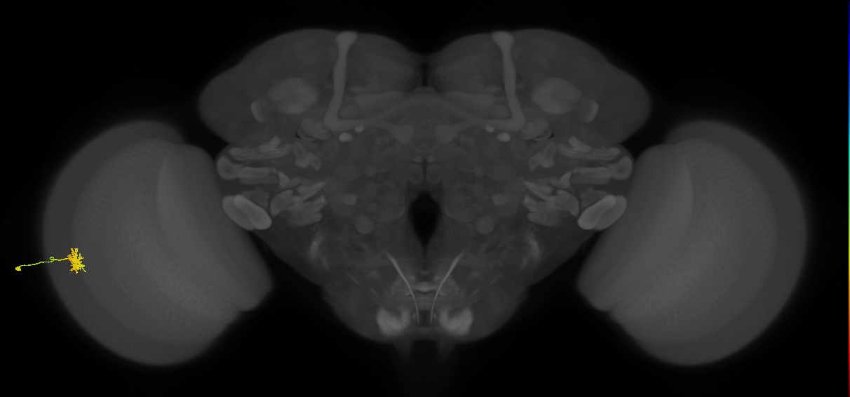 Dm8b_L (MaleCNS:525913)