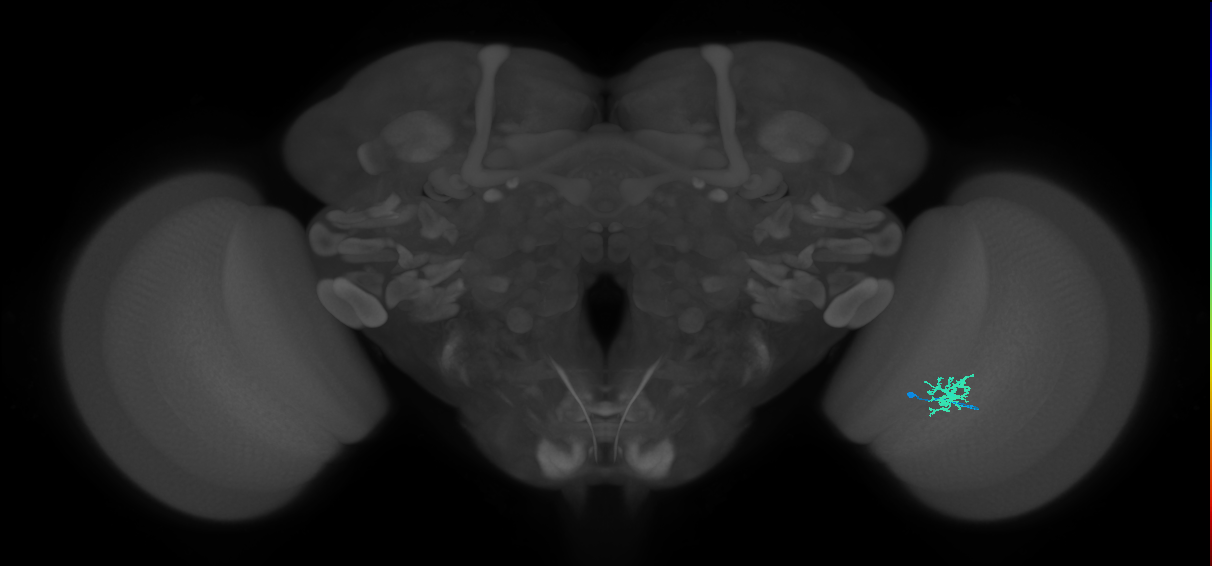 Dm8b_R (MaleCNS:85631)