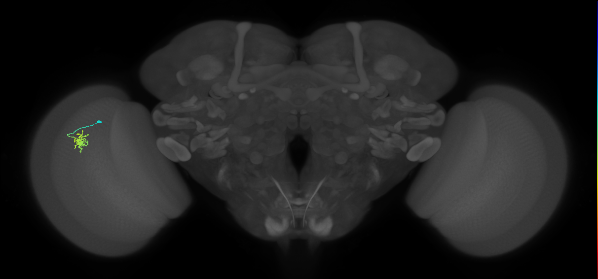 Dm8b_L (MaleCNS:134760)