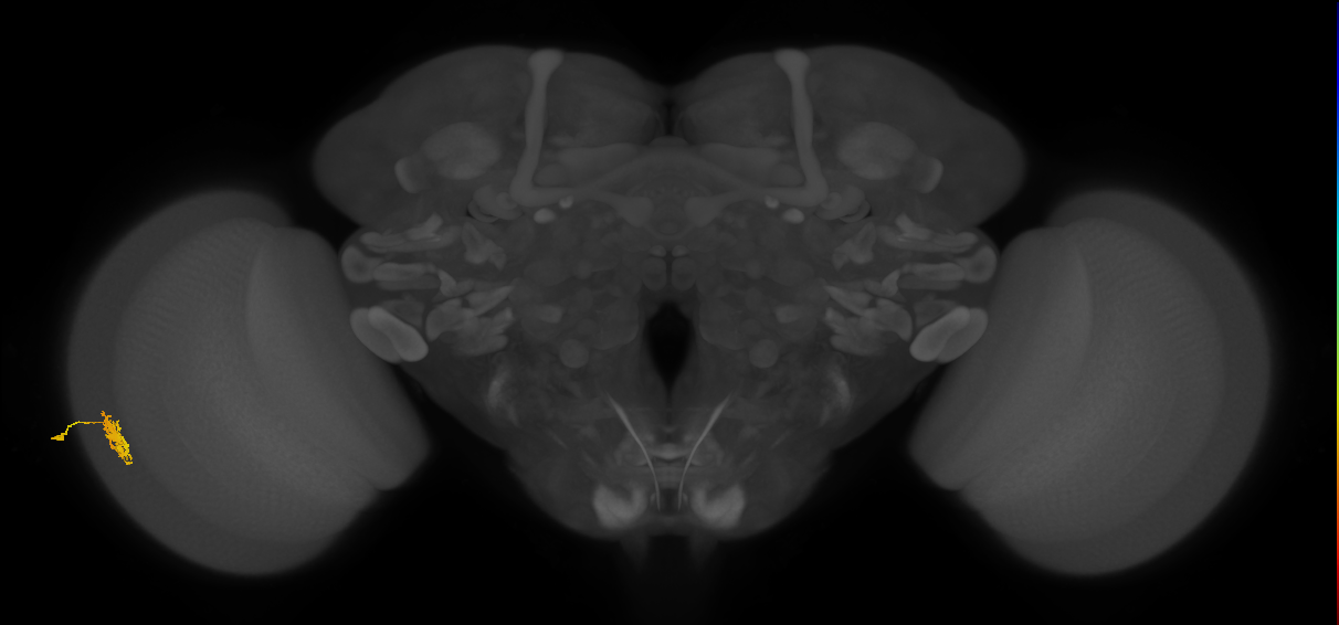 Dm8b_L (MaleCNS:60136)
