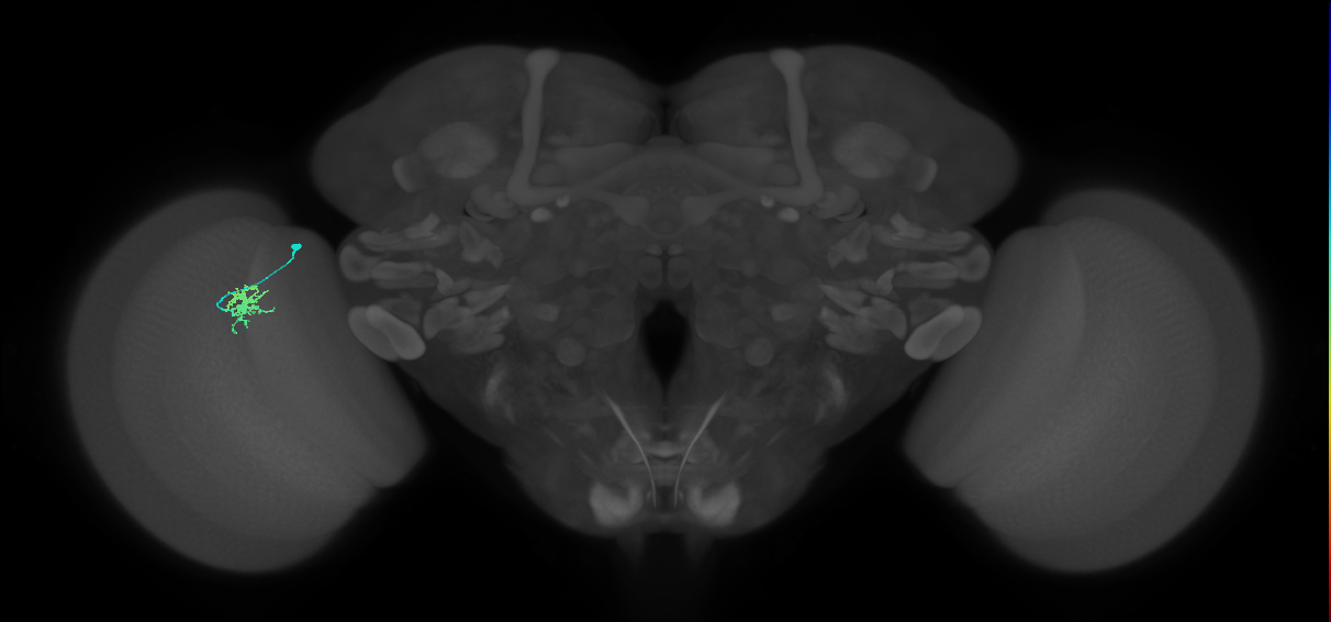 Dm8b_L (MaleCNS:132067)