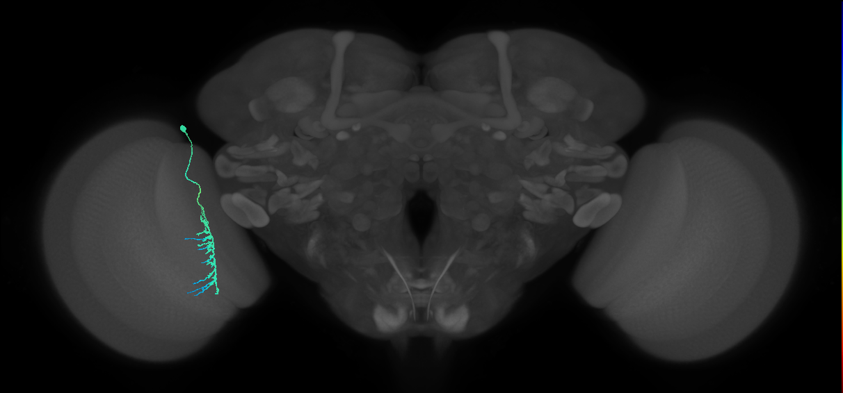 Dm8b_L (MaleCNS:517102)