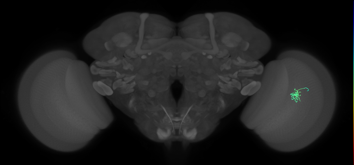 Dm8b_R (MaleCNS:137602)