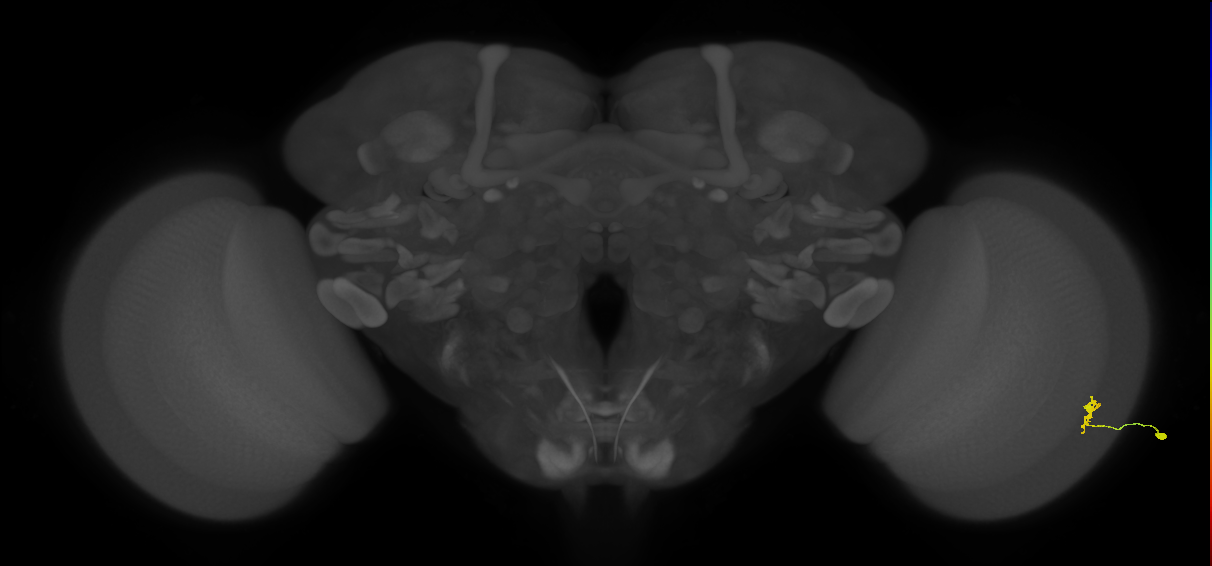 Dm8b_R (MaleCNS:95768)