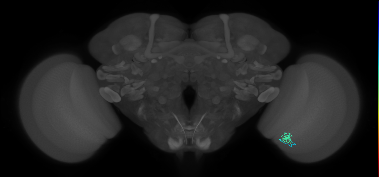 Dm8b_R (MaleCNS:102623)
