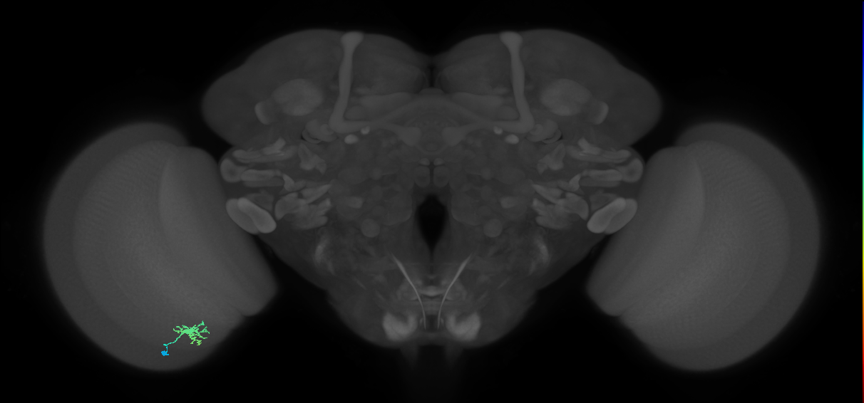 Dm8b_L (MaleCNS:175859)