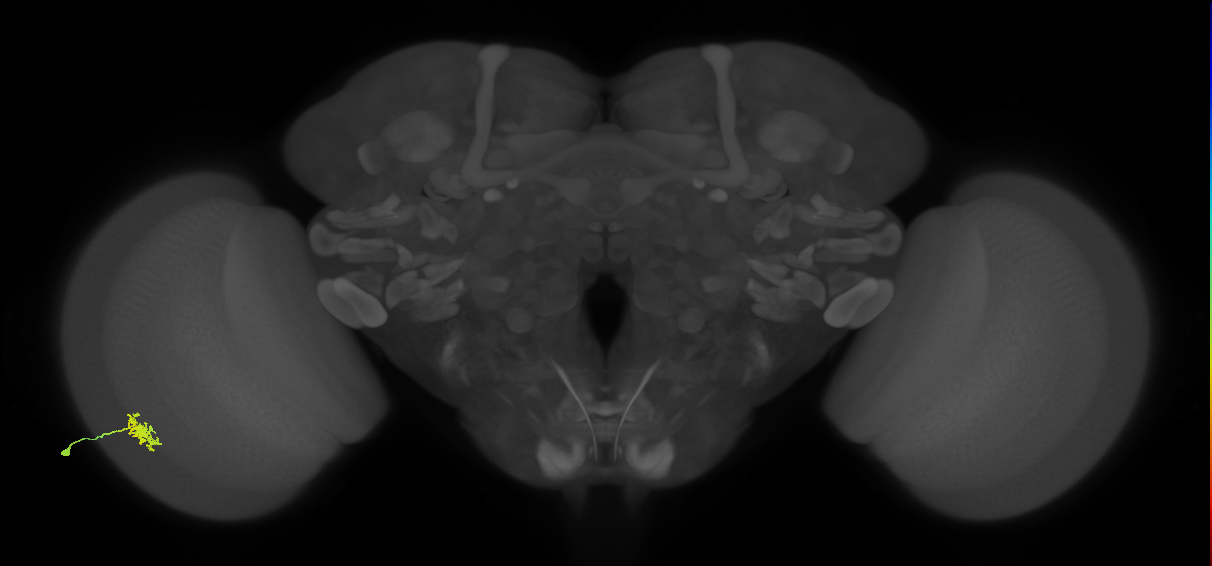 Dm8b_L (MaleCNS:42843)