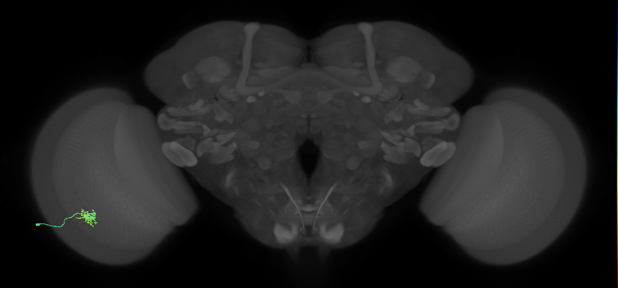 Dm8b_L (MaleCNS:517019)