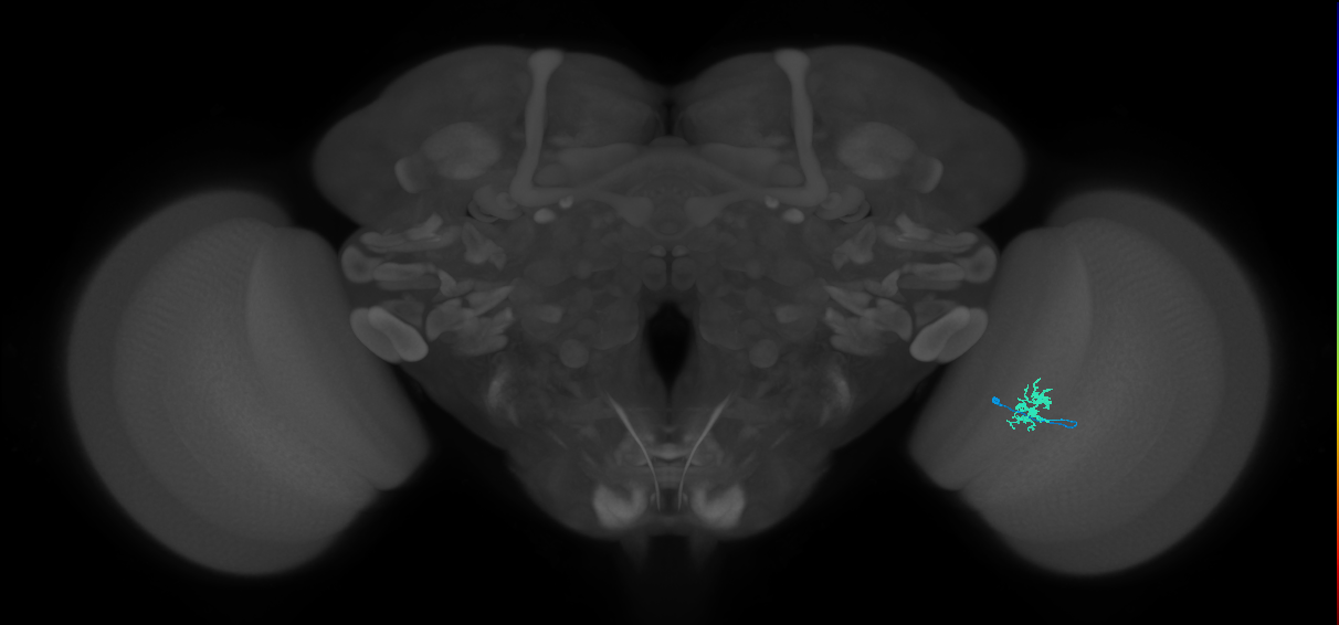 Dm8b_R (MaleCNS:152904)