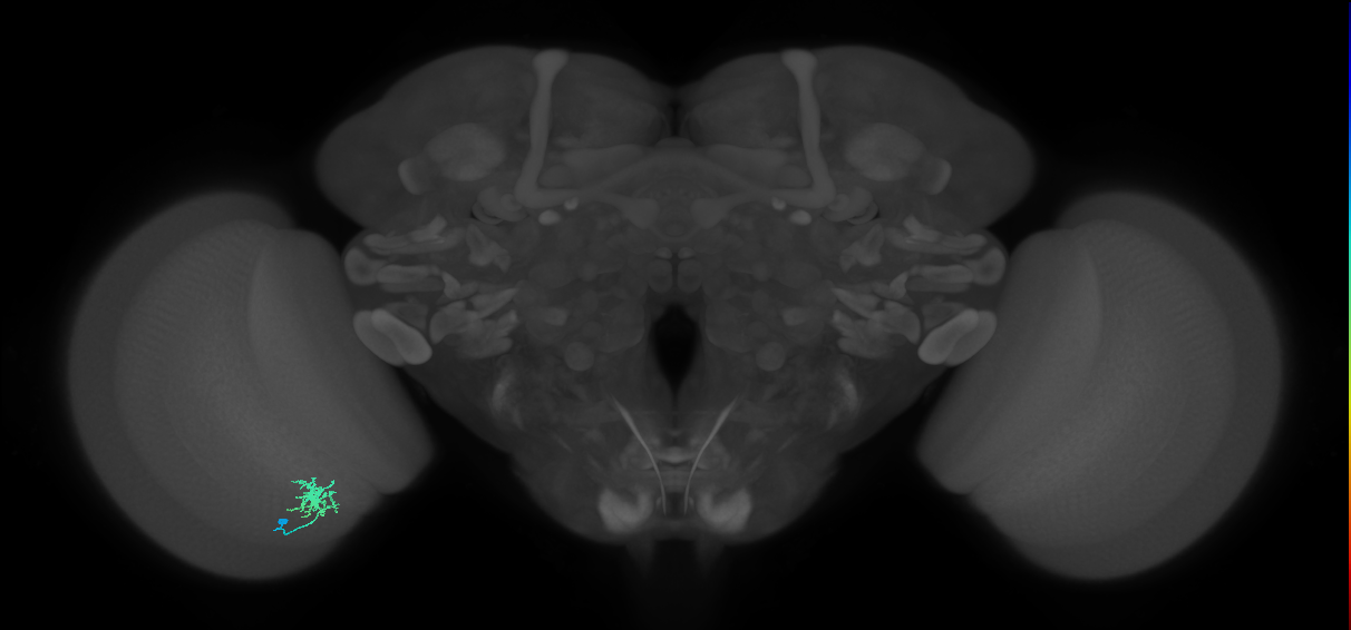 Dm8b_L (MaleCNS:127963)