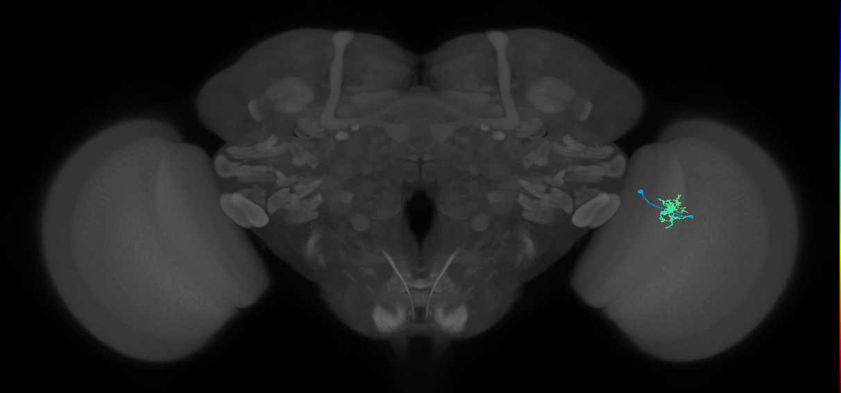 Dm8b_R (MaleCNS:96916)