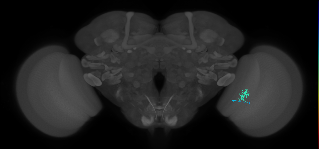 Dm8b_R (MaleCNS:100668)