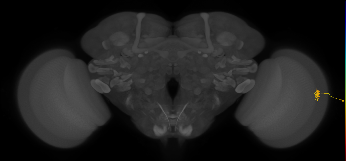 Dm8b_R (MaleCNS:92733)