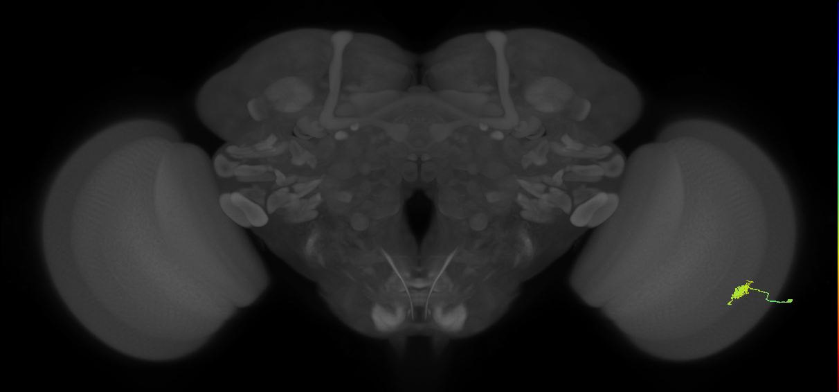 Dm8b_R (MaleCNS:75915)