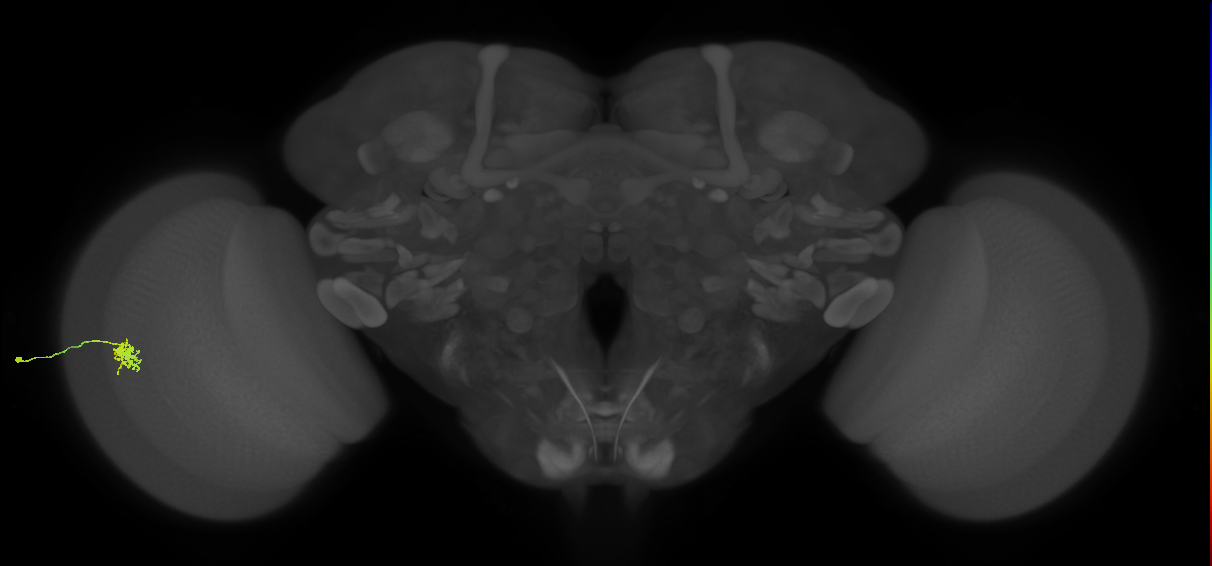 Dm8b_L (MaleCNS:86403)