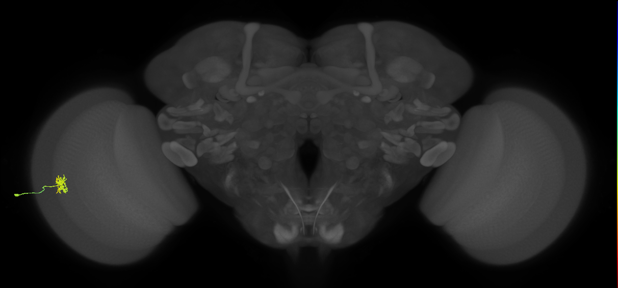 Dm8b_L (MaleCNS:75720)
