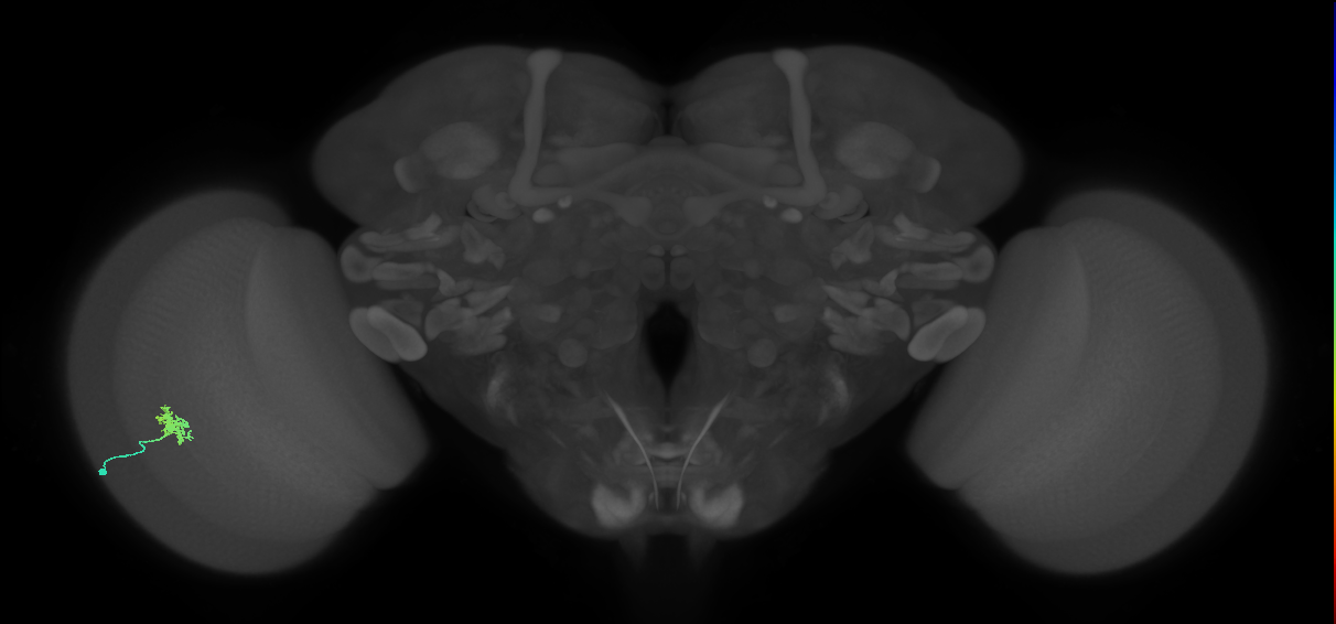 Dm8b_L (MaleCNS:529593)