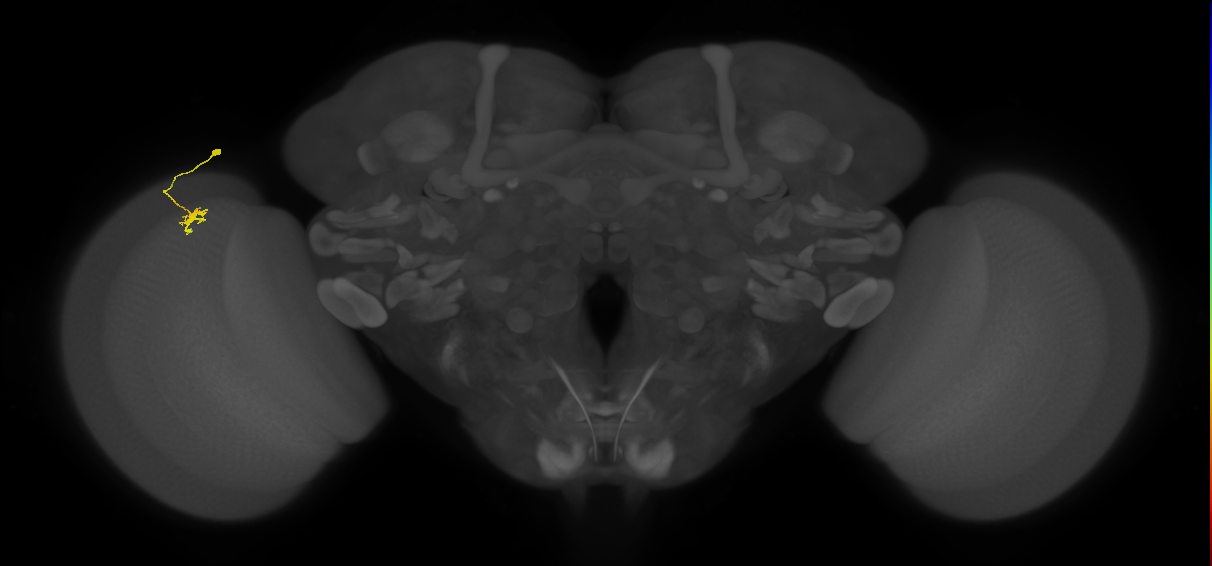 Dm8b_L (MaleCNS:162542)