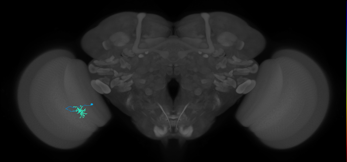 Dm8b_L (MaleCNS:514272)