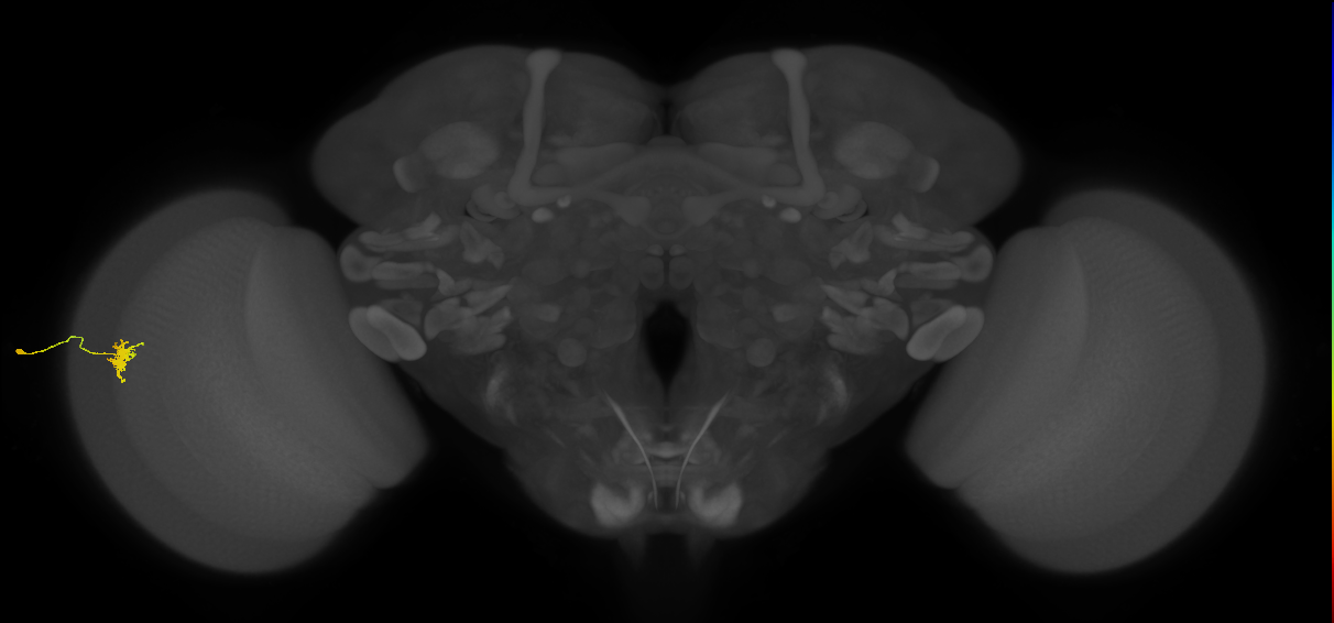 Dm8b_L (MaleCNS:81498)