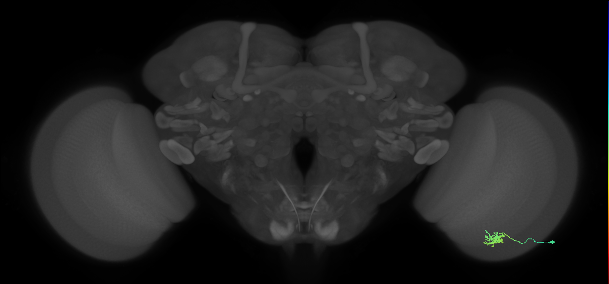 Dm8b_R (MaleCNS:71597)