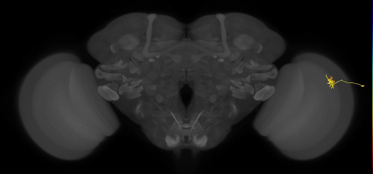 Dm8b_R (MaleCNS:127080)