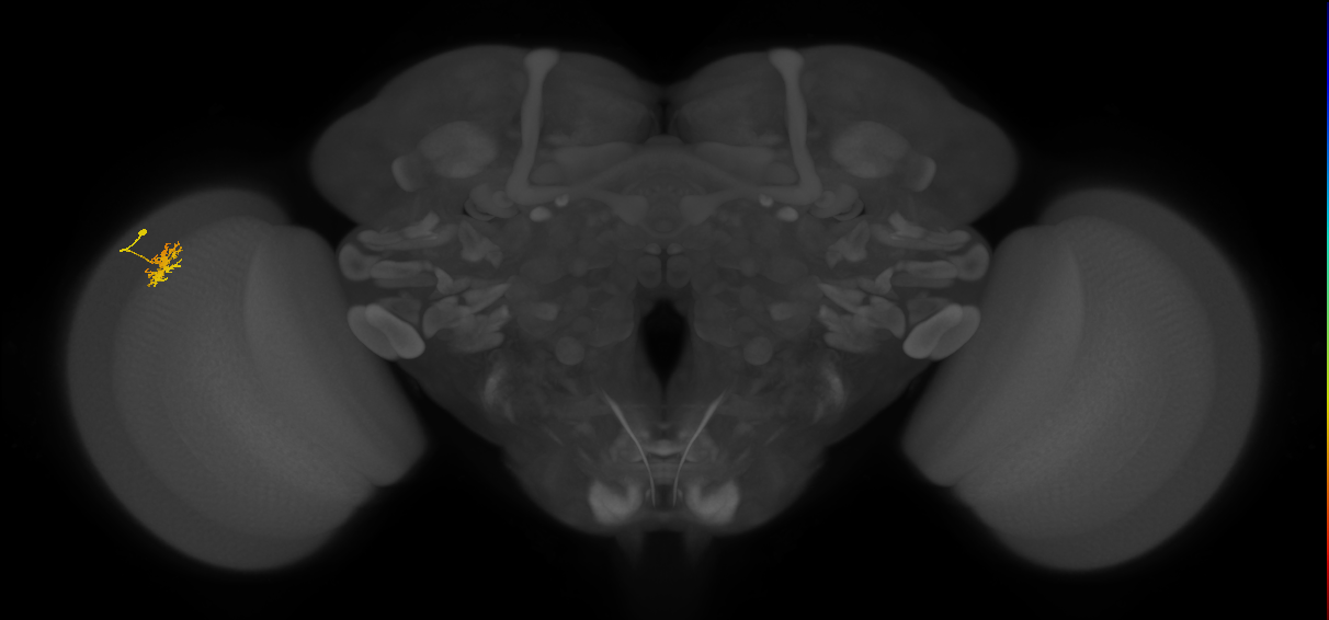 Dm8b_L (MaleCNS:78449)