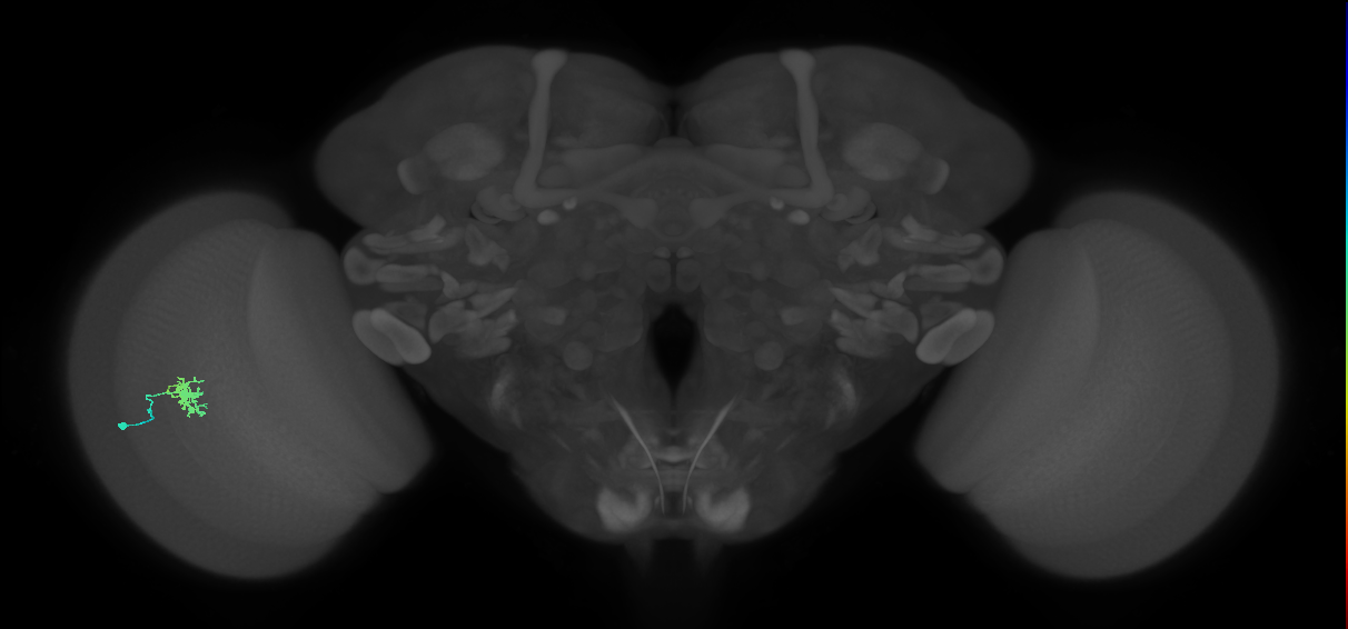 Dm8b_L (MaleCNS:90300)