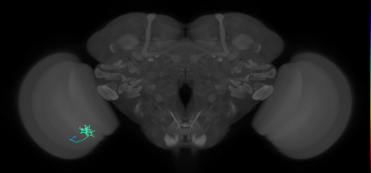 Dm8b_L (MaleCNS:87003)