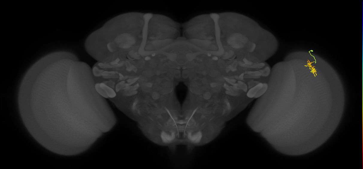 Dm8b_R (MaleCNS:85484)