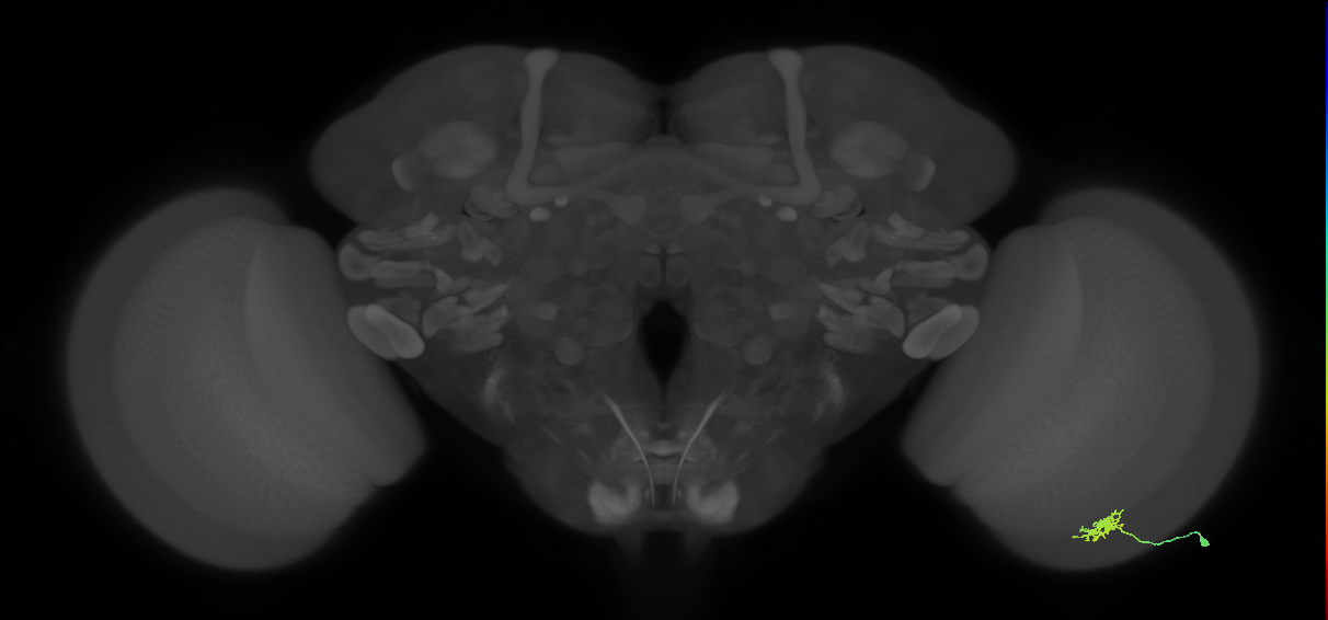 Dm8b_R (MaleCNS:83306)