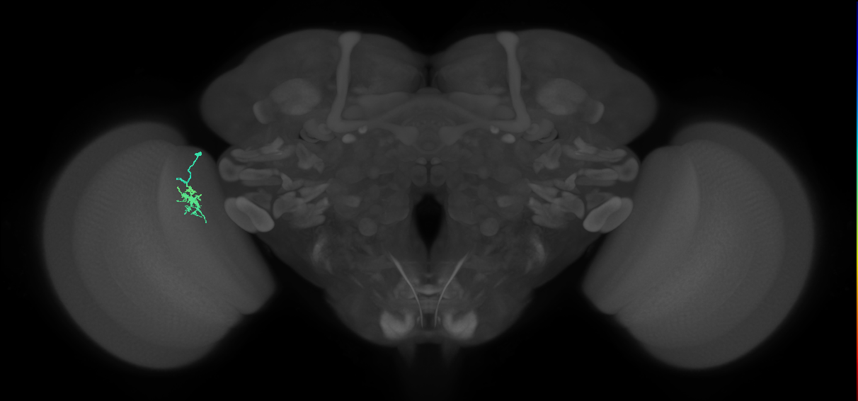 Dm8b_L (MaleCNS:98369)